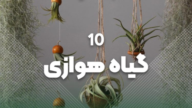 10 گیاه هوازی