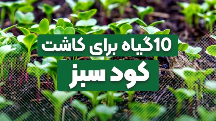 ده گیاه برای کاشت کود سبز