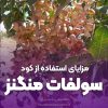 مزایای استفاده از کود سولفات منگنز