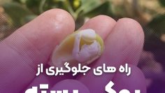 راه های جلوگیری از پوکی پسته