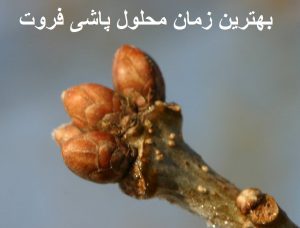 بهترین زمان محلول پاشی فروت ست