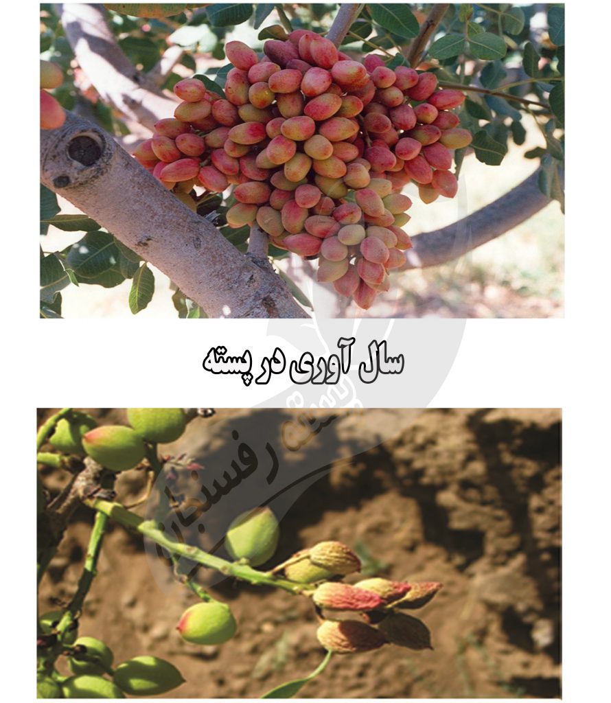 علت سال آوری و راه های مقابله با آن - پسته رفسنجان