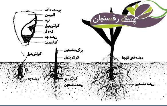 آشنایی با مورفولوژی ریشه گیاهان • پسته رفسنجان