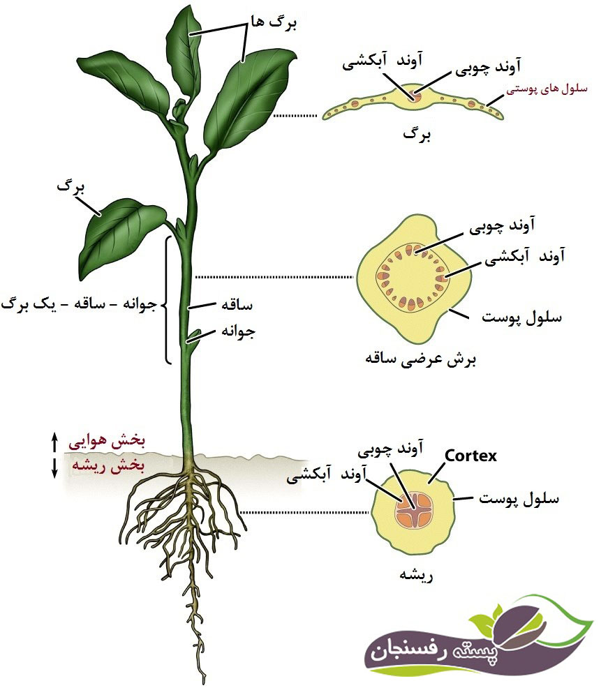 نحوه رشد گیاهان و آگاهی از سیستم رشدی آنها پسته رفسنجان