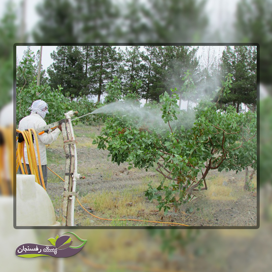 محلولپاشی جهت افزایش میوه نشینی درختان پسته