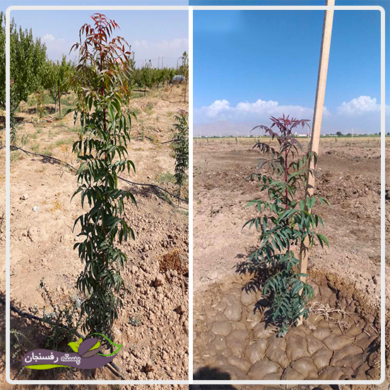 پایه پسته هیبریدی آمریکایی (ucb1)