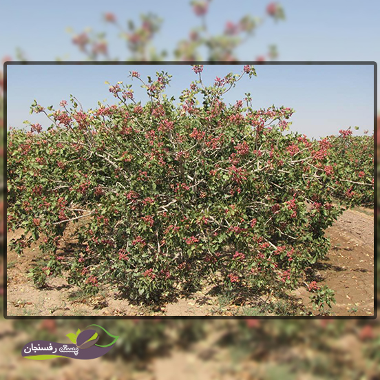 درخت پسته چند ساله بار میدهد؟