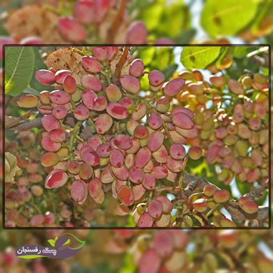 چگونه درختمان زودتر از مقرر به بار بنشیند؟