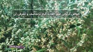 خواص درمانی فوق العاده گیاه برنجاسف و معرفی آن