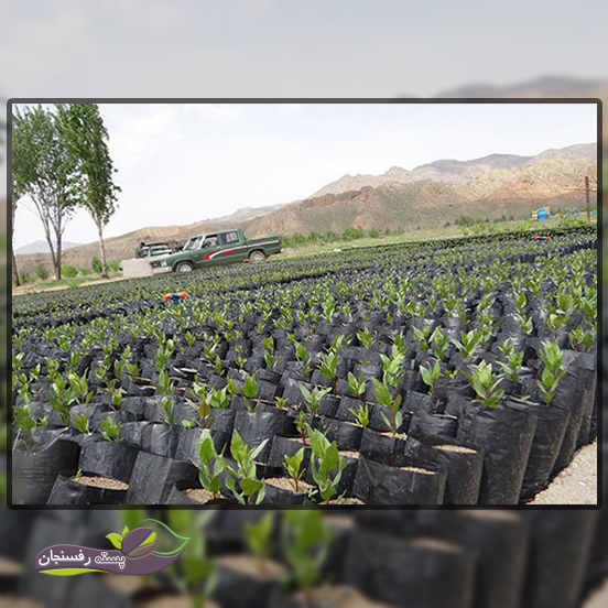 2.افزایش بازده تولید نهال با روش کاشت پسته در گلدان
