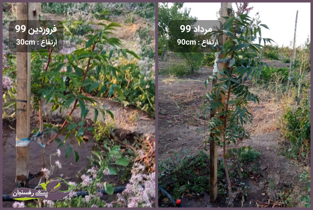 نهال هیبریدی