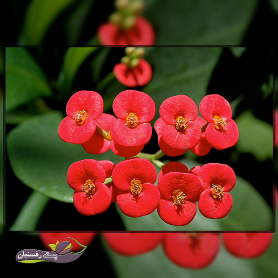 گل مرجان یا فرفیون (Euphorbia Milii)