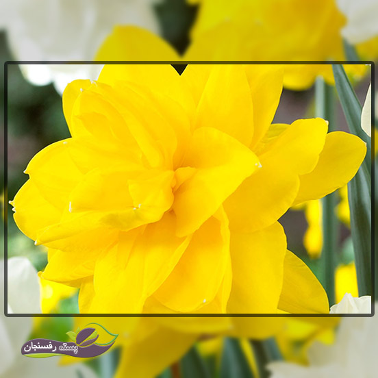 گل نرگس زرد (Daffodils)