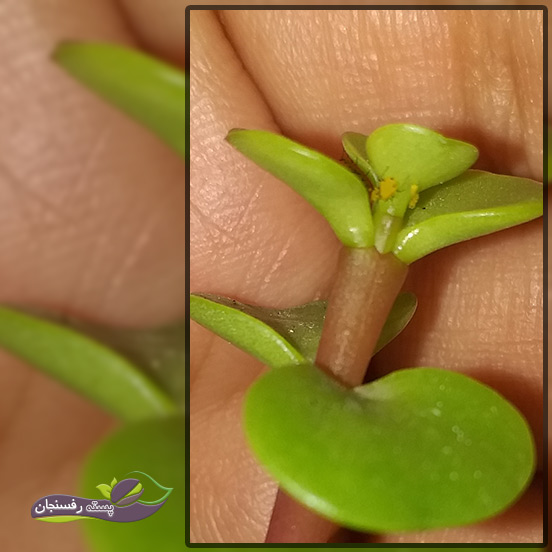 آفات موجود در گیاه کراسولا