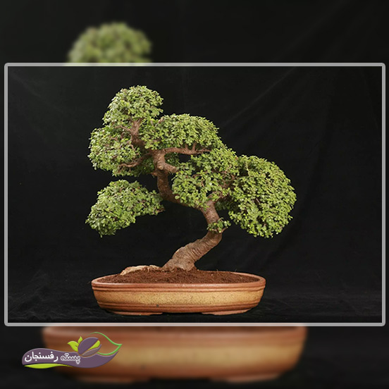 گیاه کراسولای درختی