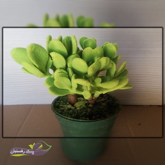 کراسولای مخملی