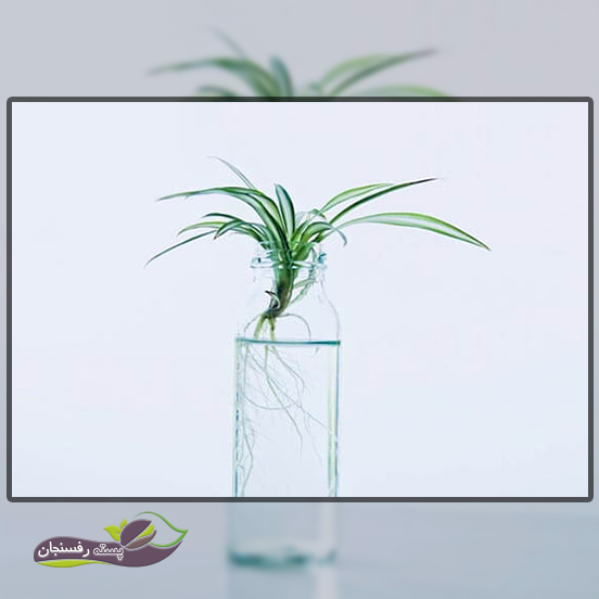 ریشه دار شدن گل گندمی در آب