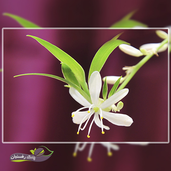 گل در گیاه گل گندمی